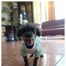 엄마손동물병원 이미지