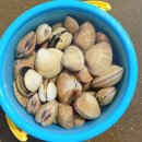 웅도스토리 | 서해 물때표 확인하고 밧개해수욕장 조개잡이 후기 태안 갯벌체험