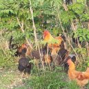 구름다리농장 이미지