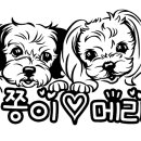 쫑이와메리 이미지