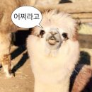 매일식당 이미지