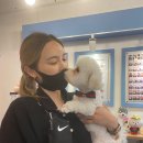 몽실몽실 애견미용 이미지