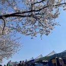 대전도 벚꽃이 폈습니다. 이미지