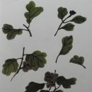 사군자 국화 이미지