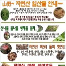 백두산야초 이미지