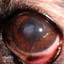 송파동물의료센터 이미지