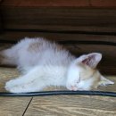 창포찜질방 이미지