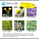 (주)스킨팜 | (스킨팜 네버노즈) 코골이 고민끝 코골이 안녕 네버노즈
