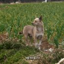 재롱이네 이미지