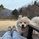 가평 캠프위드펫&amp;애견글램핑 대형견 동반 가능 글램핑 추천