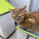 CU주문진수복점 이미지