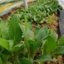 부지깽이 이미지