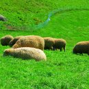 청암목장 이미지