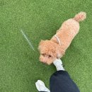 멍린이집 | 김포 풍무동 애견카페 버터/애견유치원/호텔링 후기ෆ