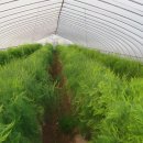 유기농장 이미지