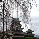 [봄벚꽃기행] 마쓰모토편, 알펜루트 거쳐 나가노, 마쓰모토 성으로 이미지