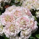 그린엘프 이미지