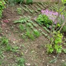 소박한 뜰 이미지