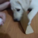 이안덴탈 이미지