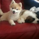 행복한강아지 이미지