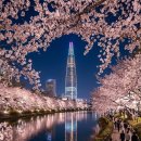 마이서울바이츠(My Seoul Bites) | 잠실 석촌호수 카페 마이서울바이츠 : 롯데월드타워뷰 야경 예쁜 벚꽃 데이트 코스