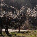 매실향기 이미지