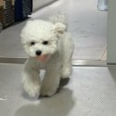 멍도레 애견미용실 이미지