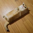 네모네모 이미지