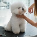 Dog Do 네이버블로그