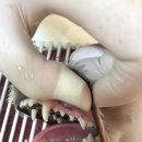 아마존동물병원 이미지