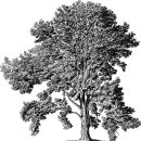 Vintage Trees Illustrations 이미지