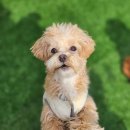 도그도그펫 이미지