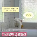 가평애견용품 | 가평 체리몽애견풀빌라 후기, 애견동반 펜션 수영장 바베큐 내돈내산