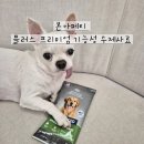 강아지 사료 추천 '본아페티 플러스 프리미엄 구강 관리 기능성 수입 사료 ' 급여 후기