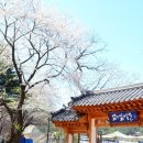 남이섬 봄펜션 이미지