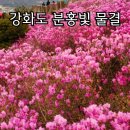 포르티아 펜션 | 2026 강화 고려산 진달래 축제 주차. 코스 완벽 가이드(현지 경험 숙소)