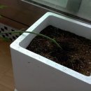 토마토세탁소 이미지