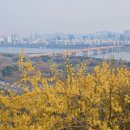 응봉동 공영주차장 화장실 | 응봉산 개나리 개화시기 실시간 현황 주차 팔각정 가는 법 소요시간