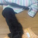 개판살판 이미지