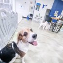 댕토피아 이미지