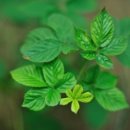 허브 식물과 향기의 이용 이미지