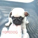 제주 강아지분양 애견샵 요미독 제주점 이미지