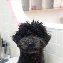 러브썸그루밍샵 이미지