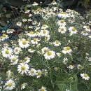 둘리 농장 이미지