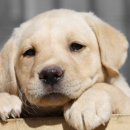 강아지와 산책 이미지