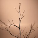 초대합니다. 회원님! 님들이 있어야 아름다운 향기를 피울수 있습니다! 이미지