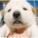 뽀송뽀송 이미지