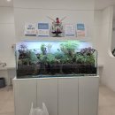 시흥솔병원 | [팔루다리움 제작] 시흥 병원 팔루다리움 어항 주문제작후 1년 7개월 지난 후기 -산아쿠아