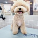 봉 그루밍 이미지