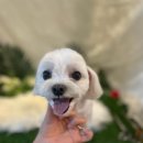 서른살나의펫 이미지